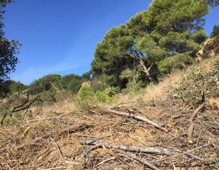 Neteja forestal Sant Lluís