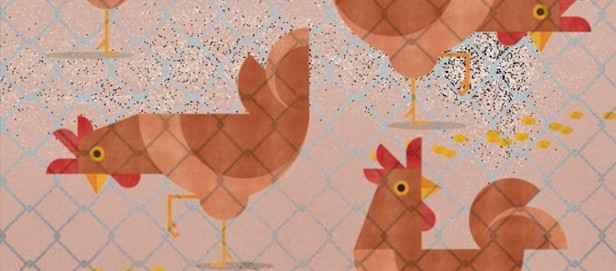 INFLUENÇA_ AVIARIA_peq